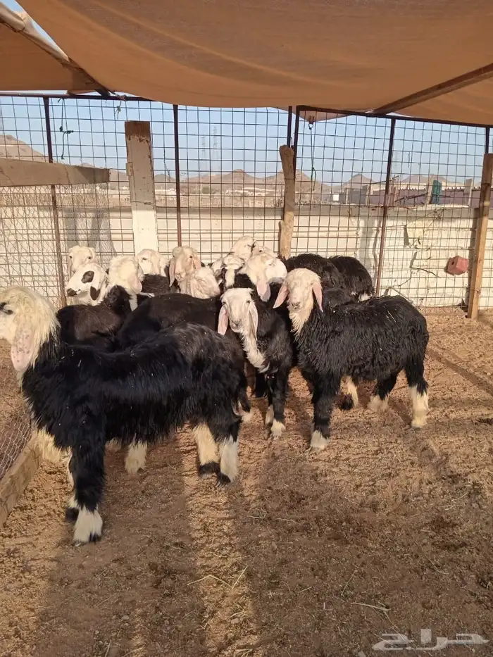 نجدي نظيف ماشاءالله تبارك الرحمن 1