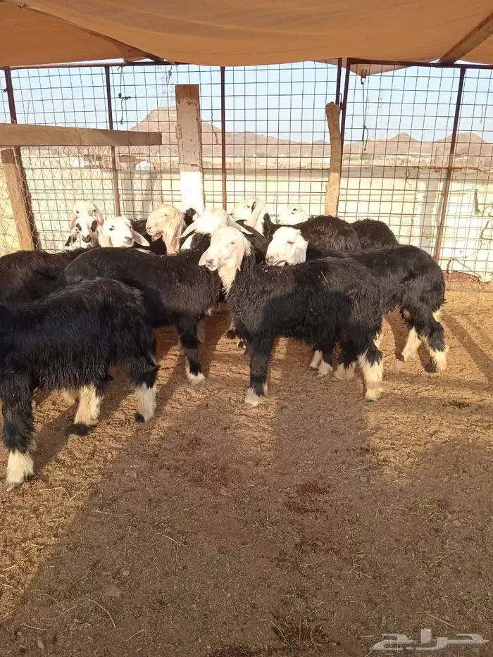 نجدي نظيف ماشاءالله تبارك الرحمن 0