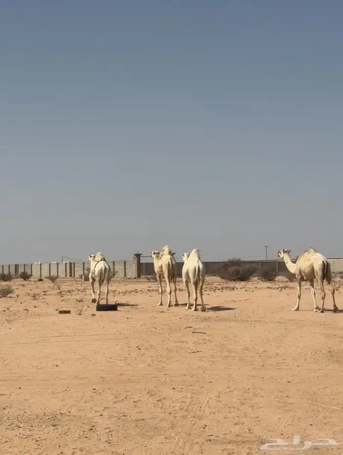 نياق للبيع 1