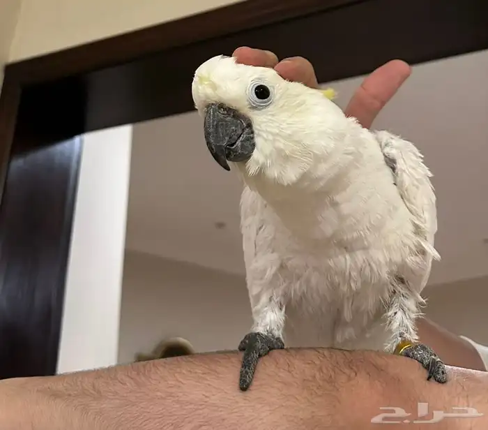 كوكاتو اليف للبيع 2