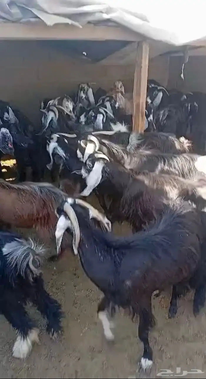 معزا للبيع 1