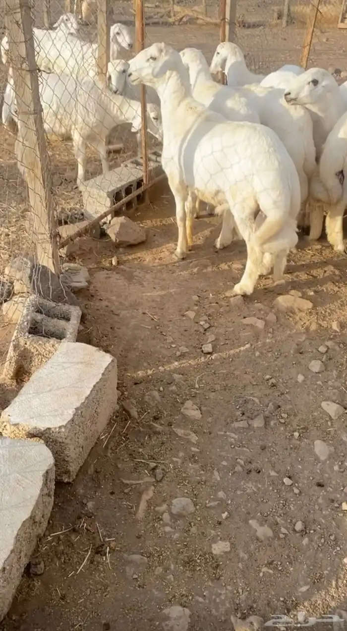 رخال مقاني 7