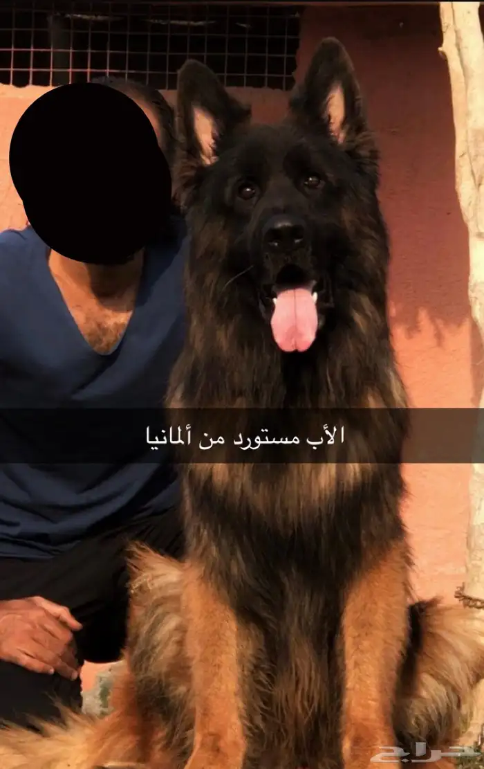 جيرمن شيبرد 3