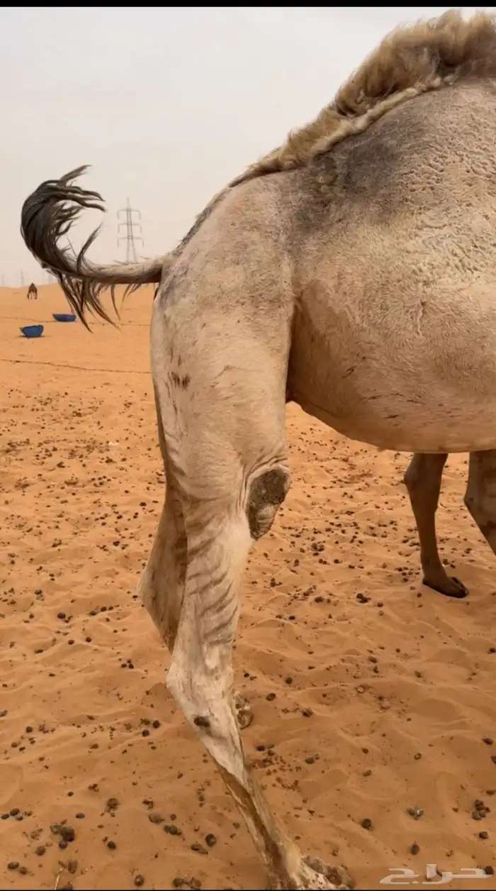 القحه شقحاء 3