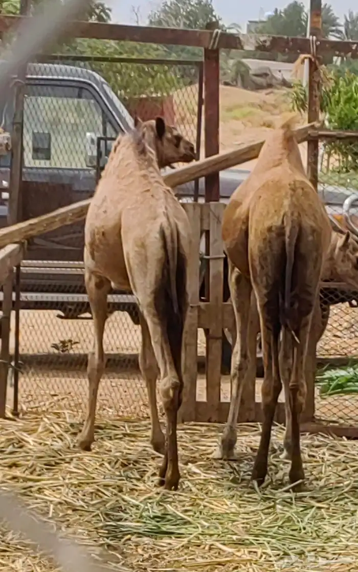 فرود للبيع 0