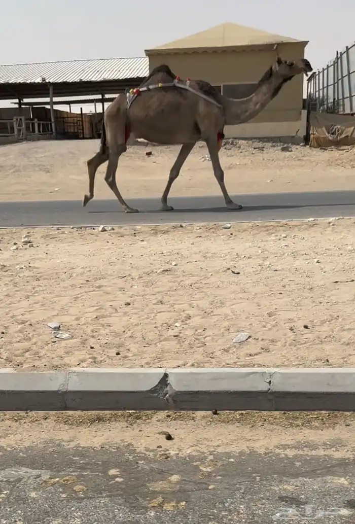 للبيع عشرا ضروبه الكفووو 0
