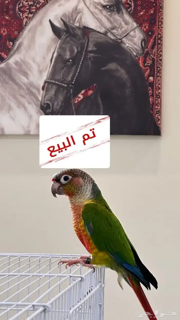 تم البيع كنيور اليف ( يلو سايد ريد فاكتور ) 0