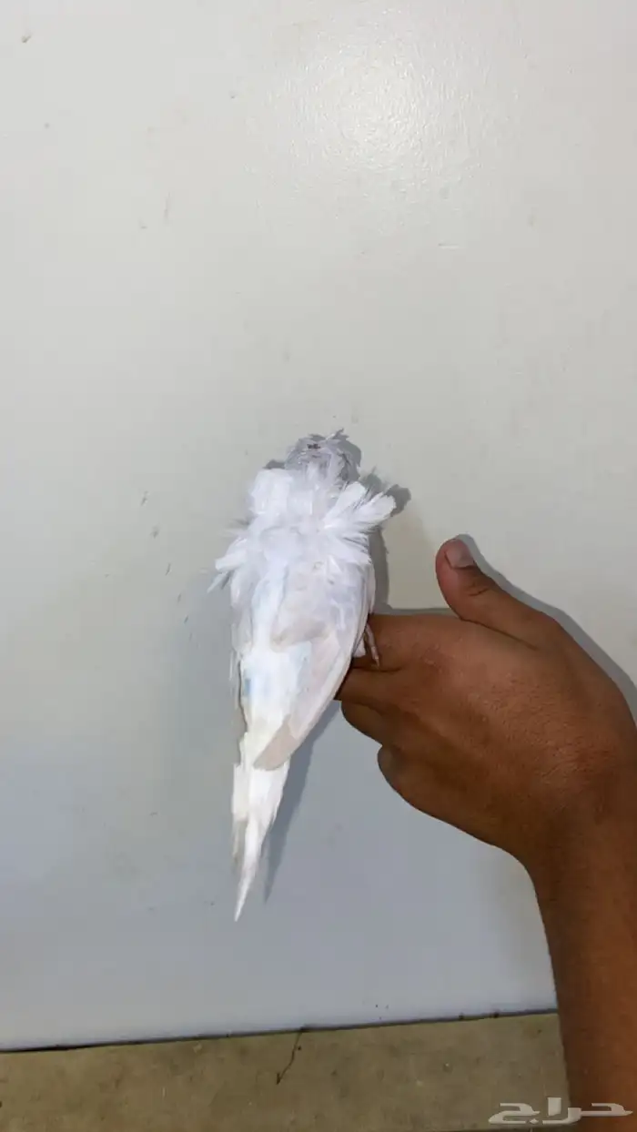 ببغاء بادجي انثى منتجه جاهز التزاوج طاقيه تم البيععع 6