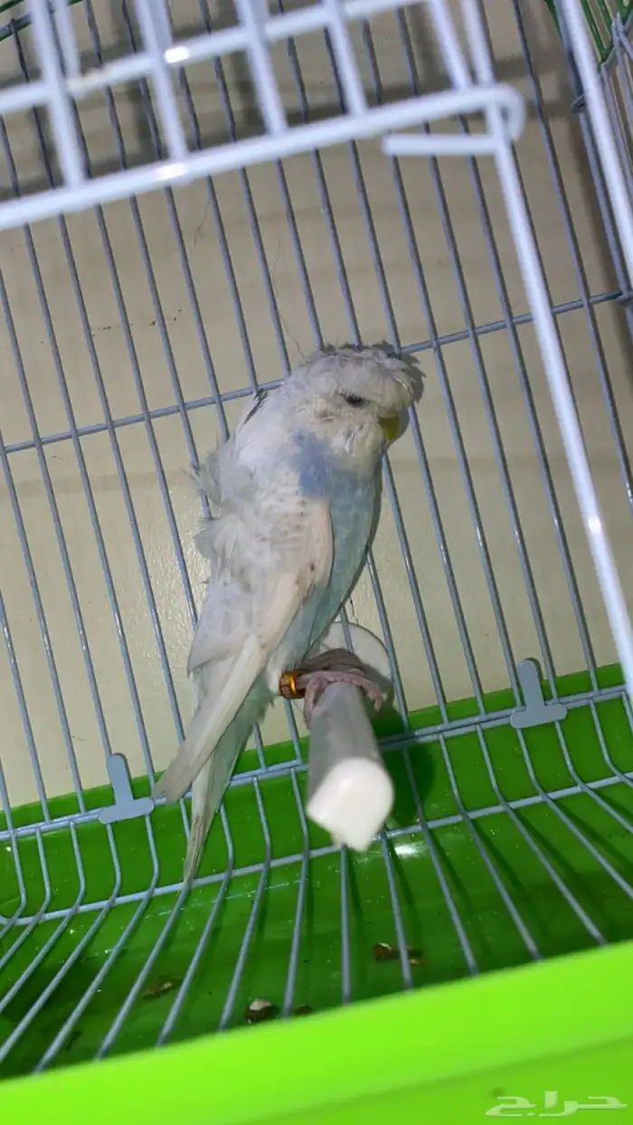 ببغاء بادجي انثى منتجه جاهز التزاوج طاقيه تم البيععع 1