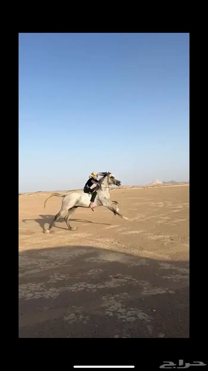 حصان شعبي ينافس الواهو شيخ. 0
