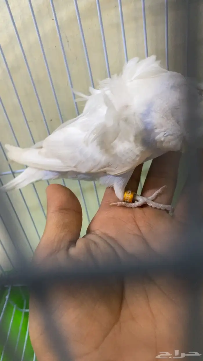 ببغاء بادجي انثى منتجه جاهز التزاوج طاقيه تم البيععع 4