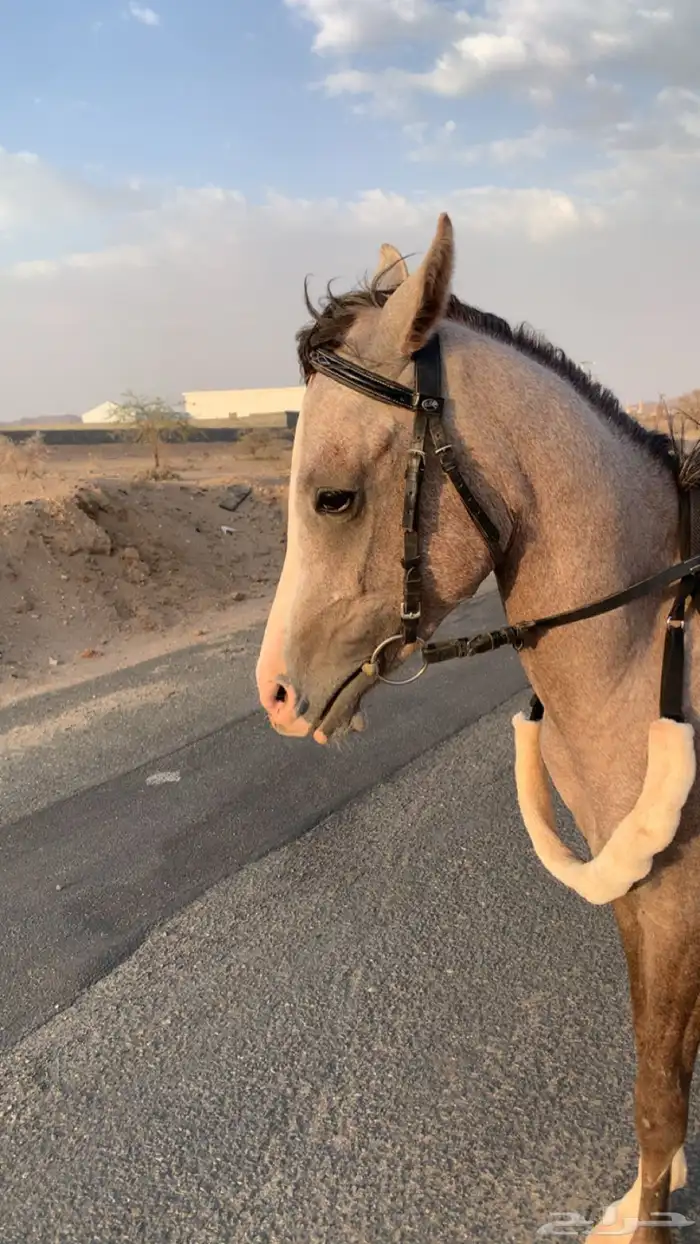 مهر  معسوف  العمر سنه وعشره شهور  الاسم مهيب 1