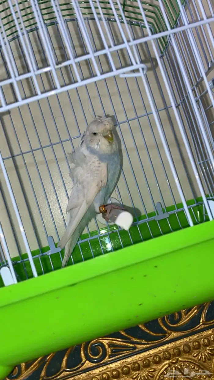 ببغاء بادجي انثى منتجه جاهز التزاوج طاقيه تم البيععع 2