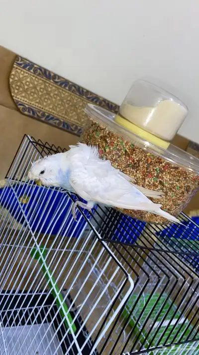 ببغاء بادجي انثى منتجه جاهز التزاوج طاقيه تم البيععع index