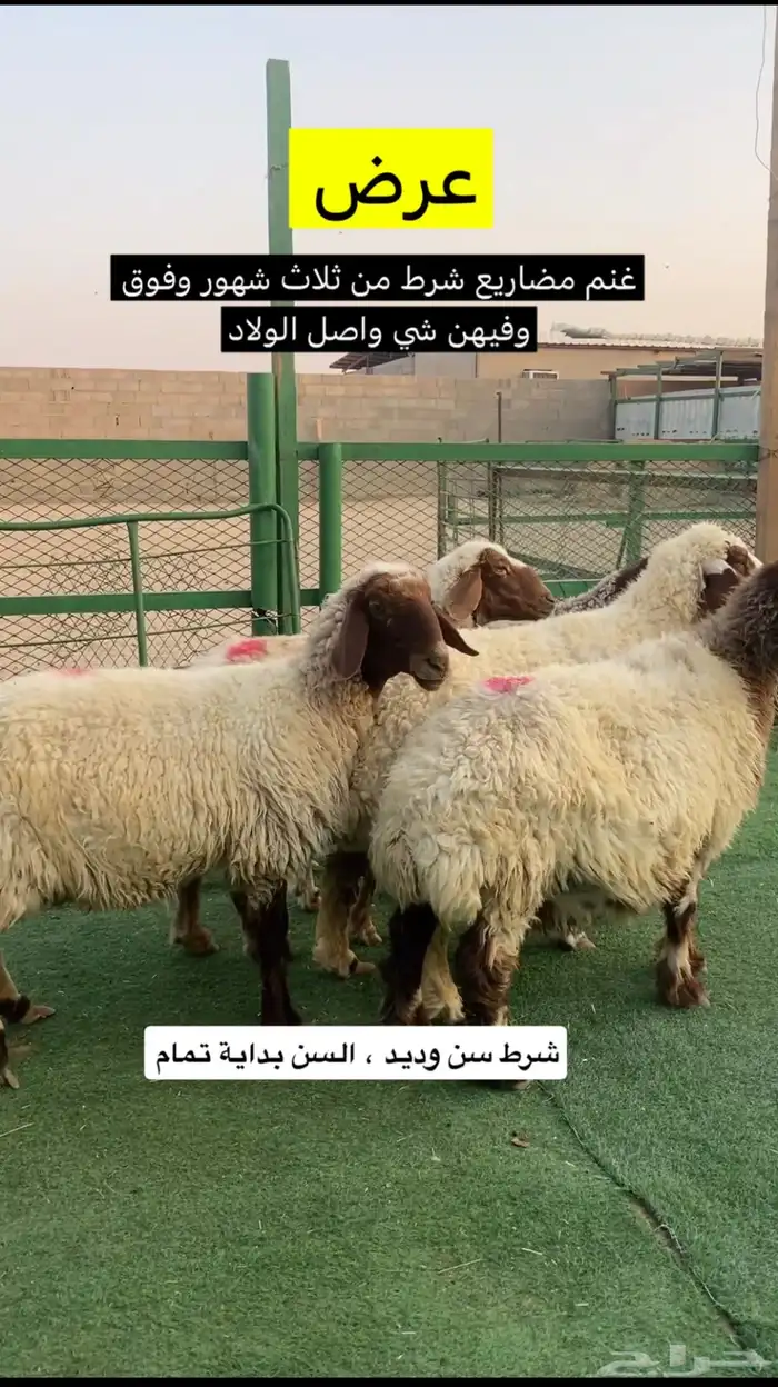 غنم مضاريع شرط 2