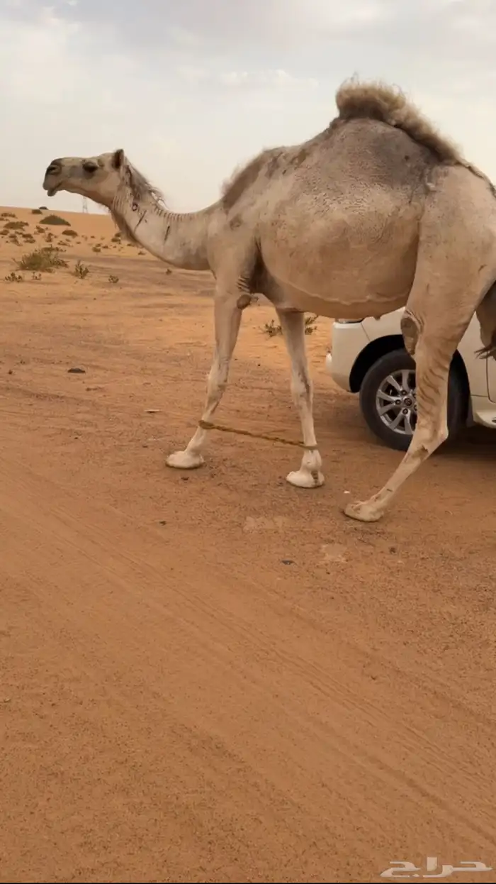 القحه شقحاء 2