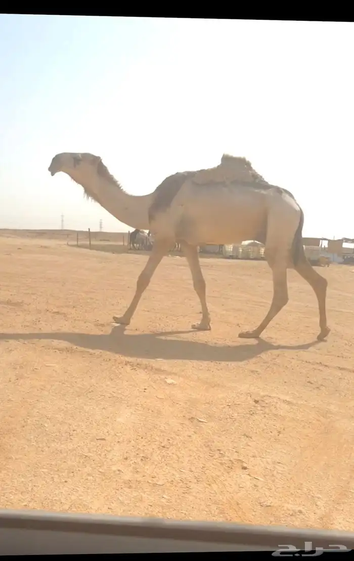 قعود فحل 0