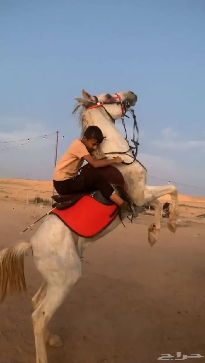 حصان واهو للبيع 3
