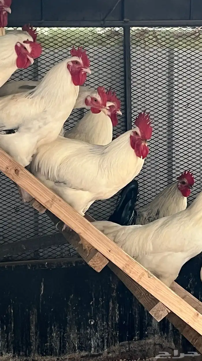 ديوك تركي صنف فاخر للبيع قطاعي وجمله 2