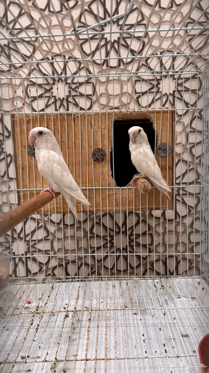 زوج روز البينو عيون عمر منتج محلل (تم البيع) 3