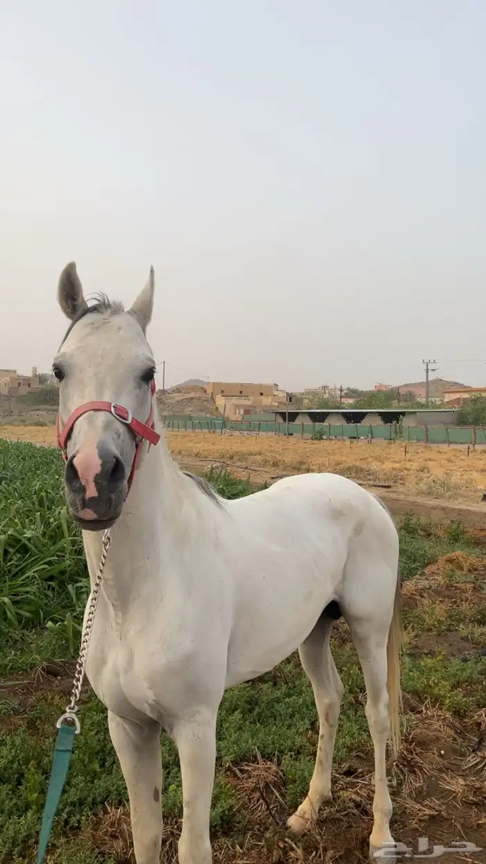 حصان عربي اصيل حصان فحل كفو 2