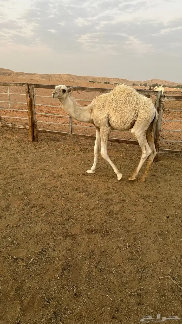 لقحه وضحا وقعود 4
