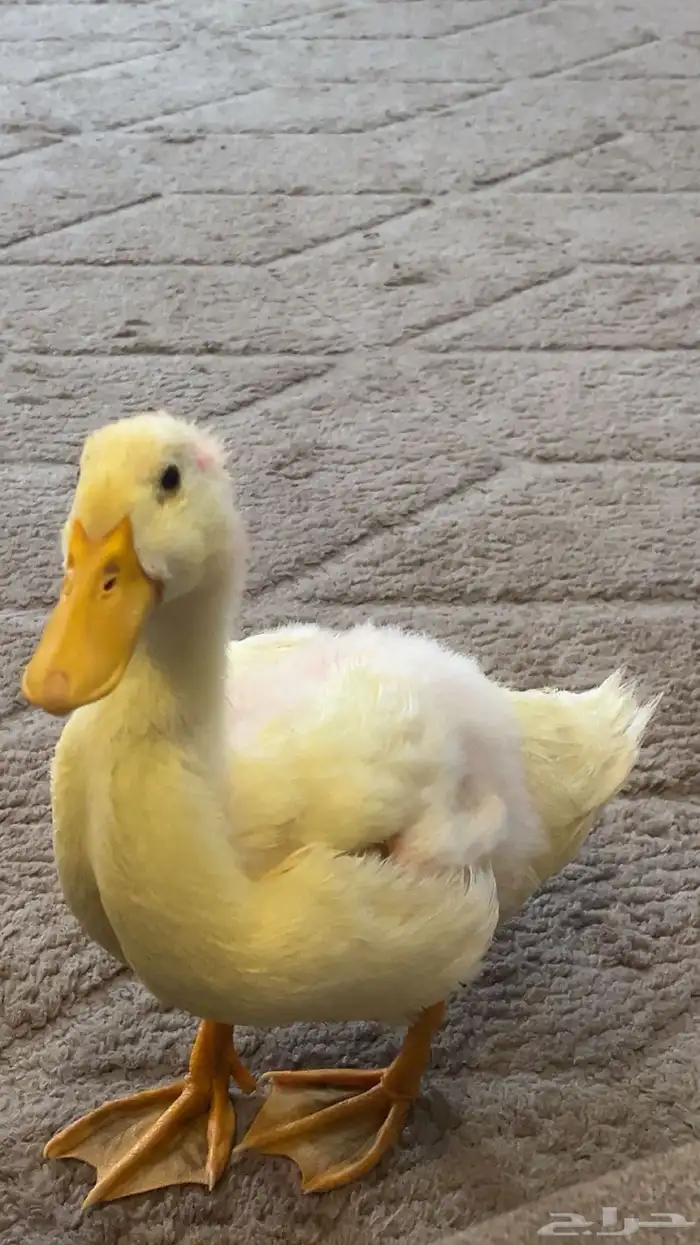 بط أليف 0