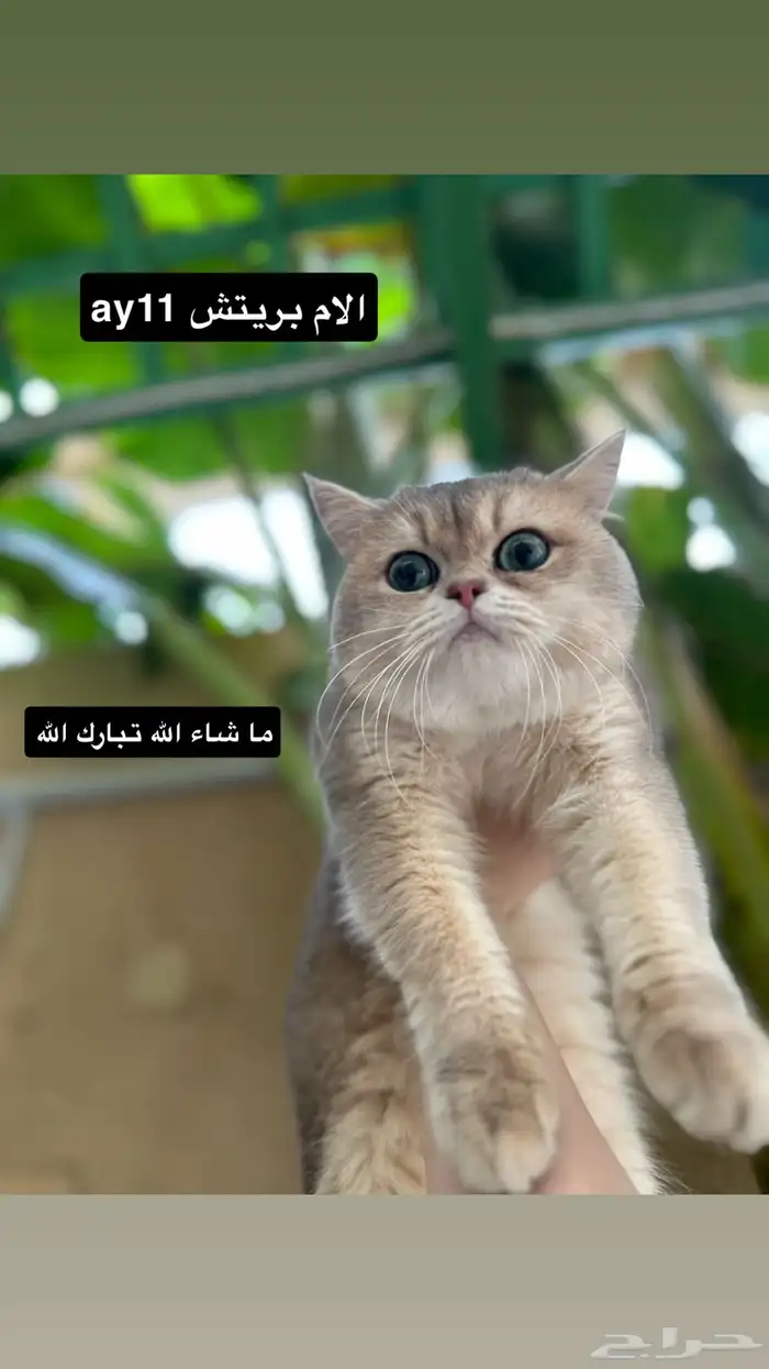 ذكر سكوتش فولد للبيع 6