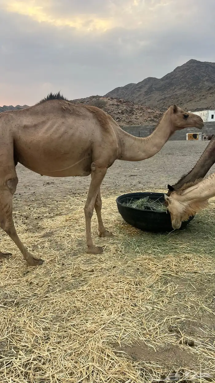 حمرا عمانيه لقحه 3