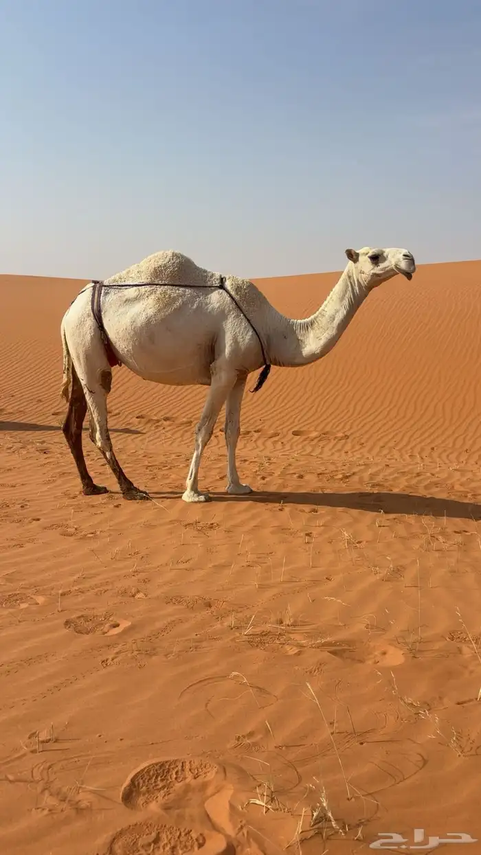للبيع عشرا بكر 0