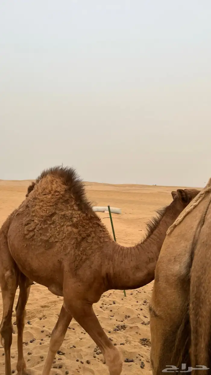للبيع قعود على حليب أمه 0