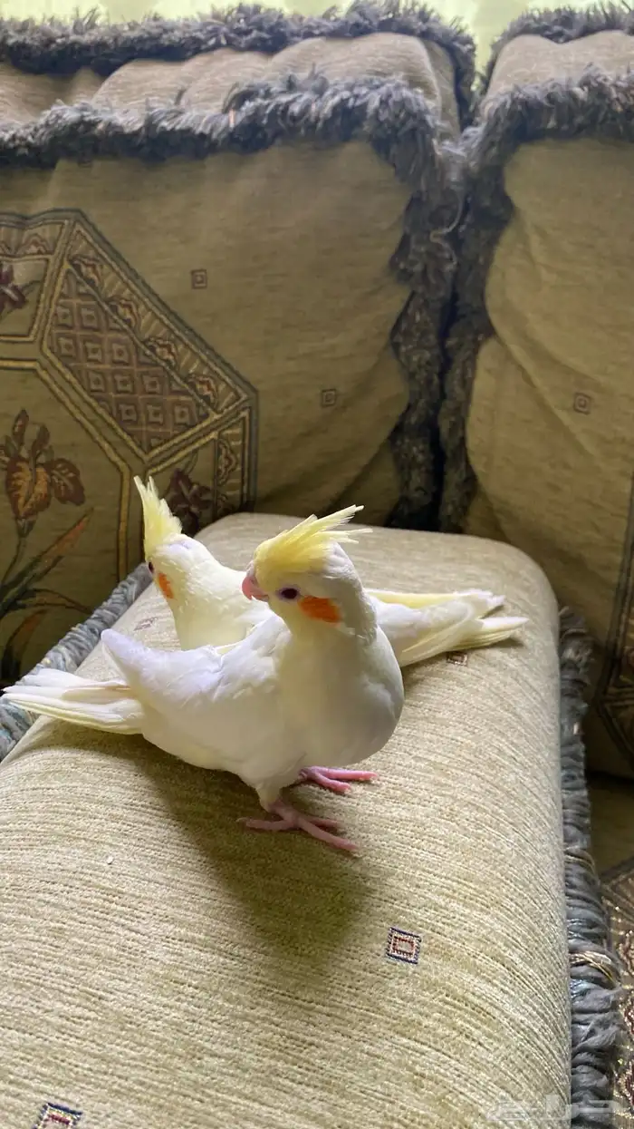 فرخين غر كروان لاتينو عيون صفراء للبيع .. ابها 5