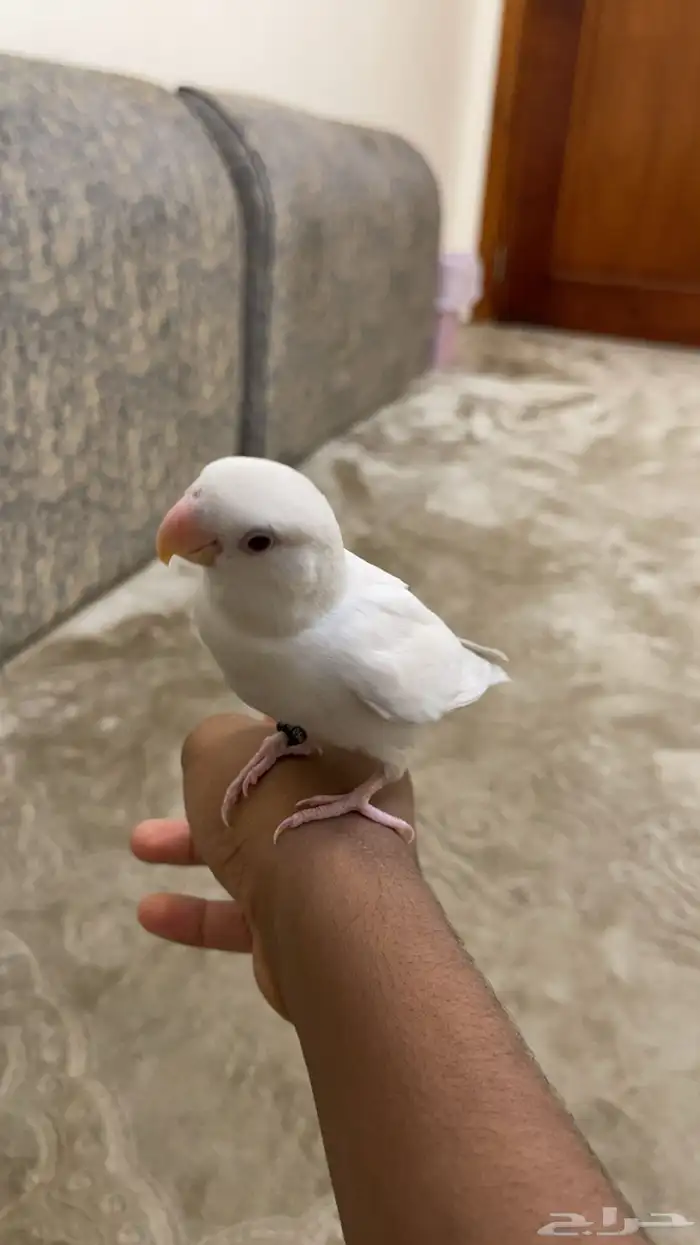 روز أليف 0