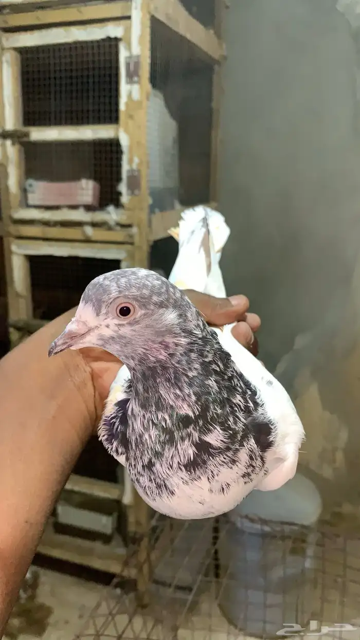 حمام باكستاني للبيع شرط مطيار 0