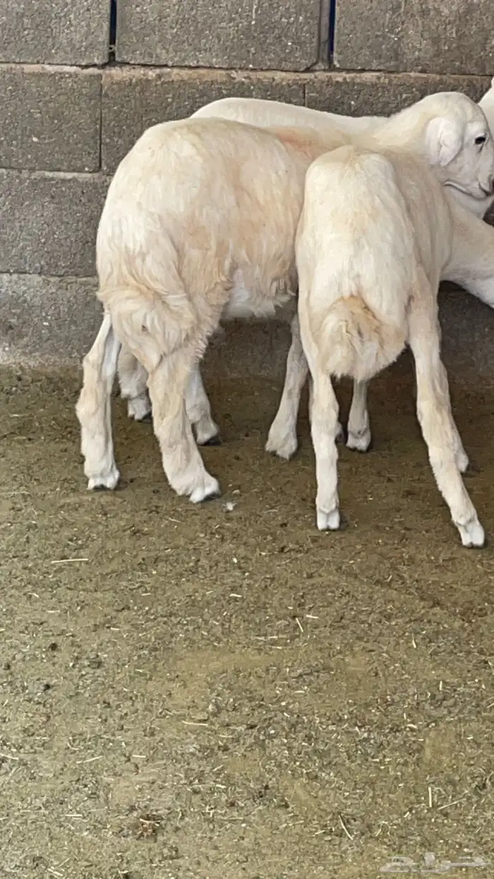 طليان ذبايح 5