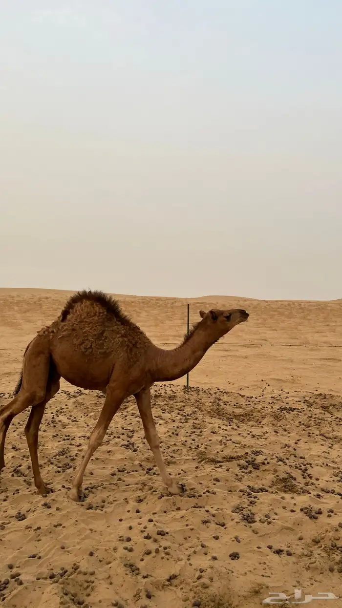 للبيع قعود على حليب أمه 3