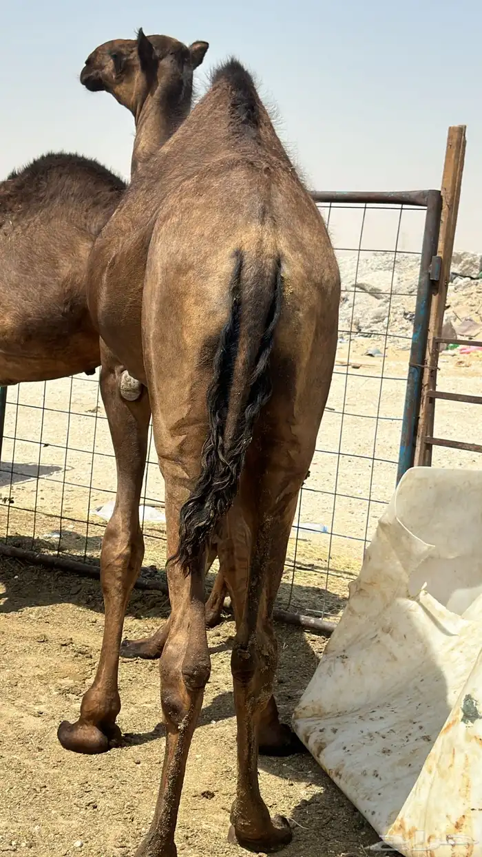 حشيان فل شحم ولحم مجاهيم كرامه حفلات شي مجمل من الاخر 1