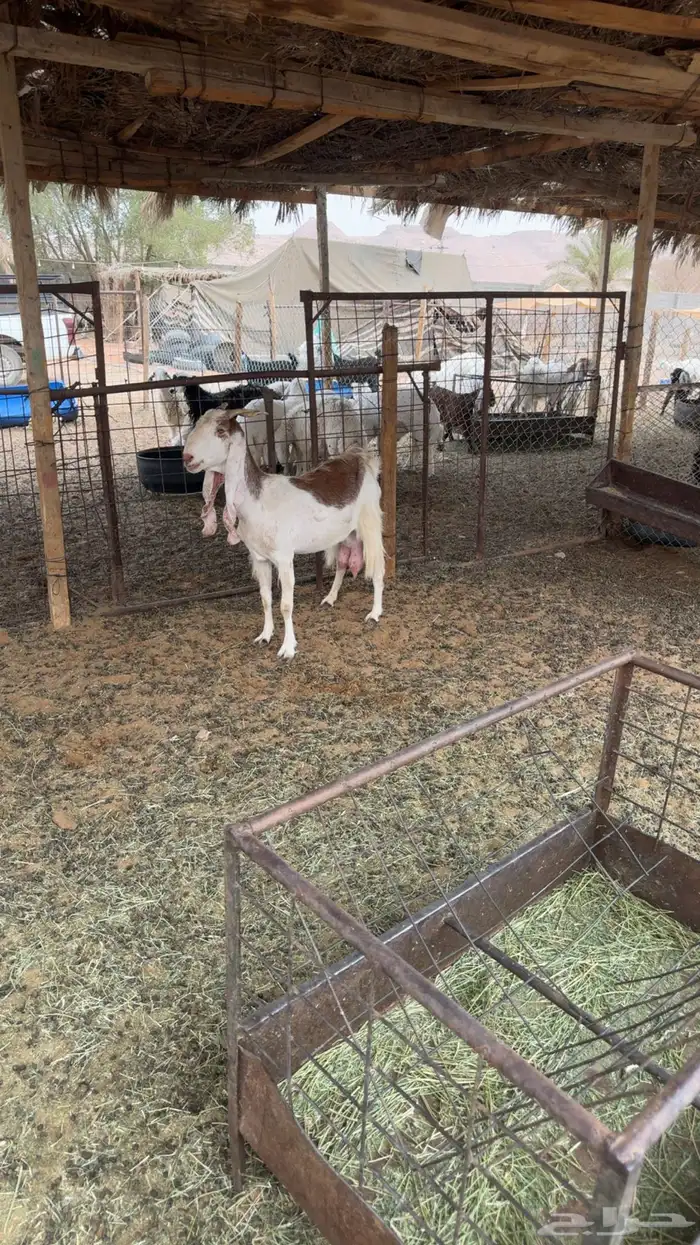معزى حليب 1