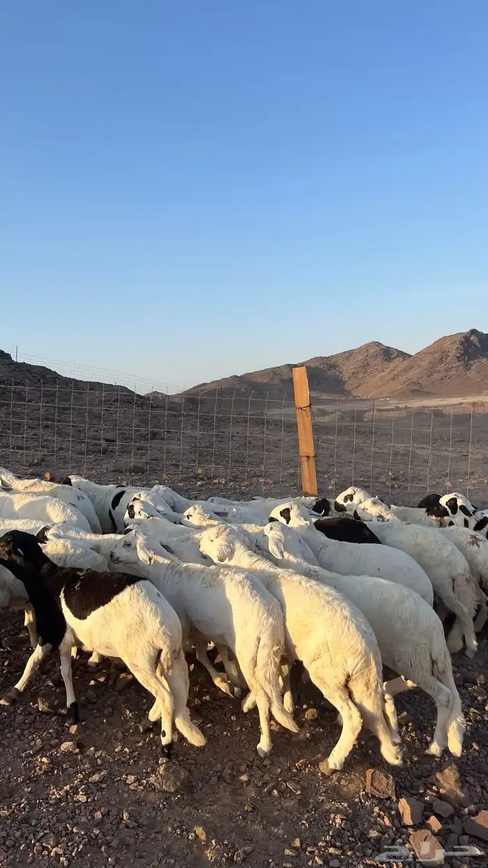 طليان سواكن بيض دمازين شبيه الحري 22