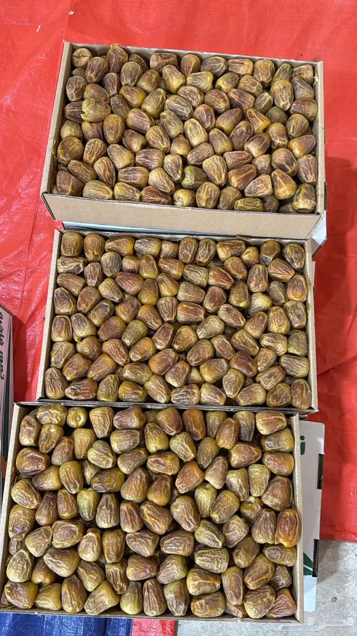 تمر سكري مفتل للبيع 0