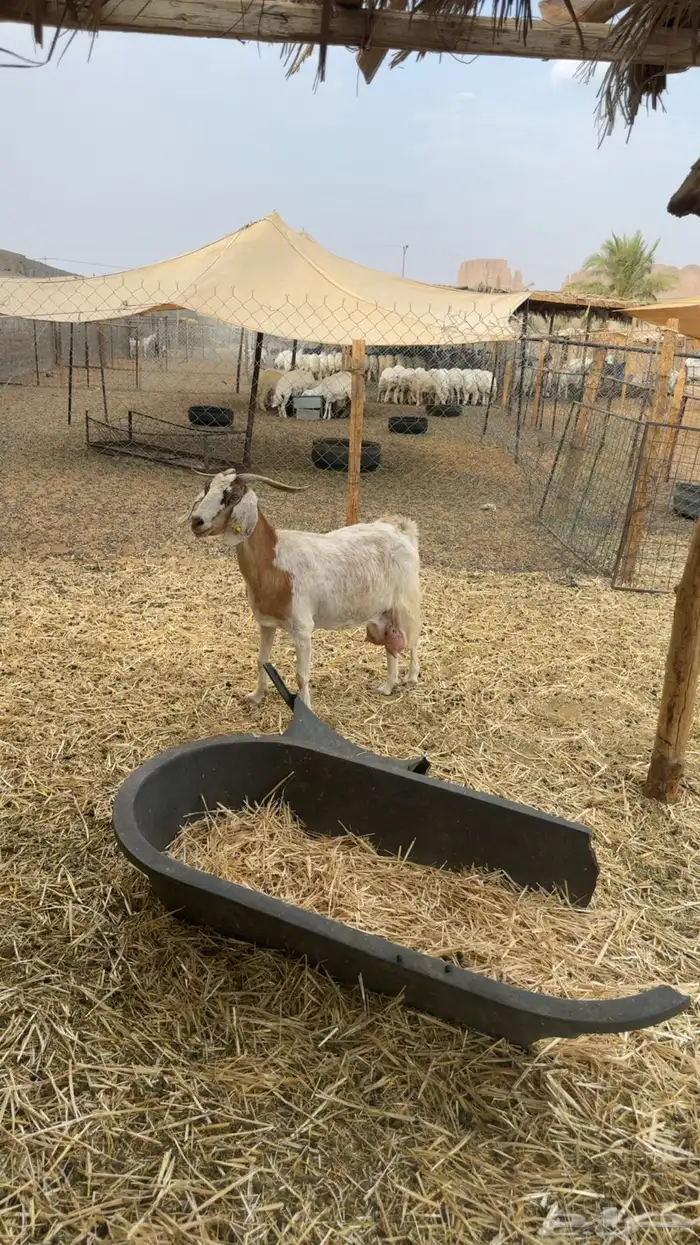 معزى حليب 4