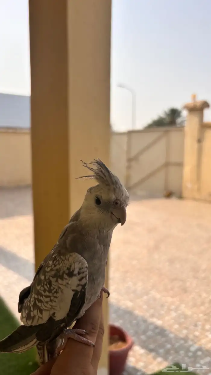 كروان هولنديه 1