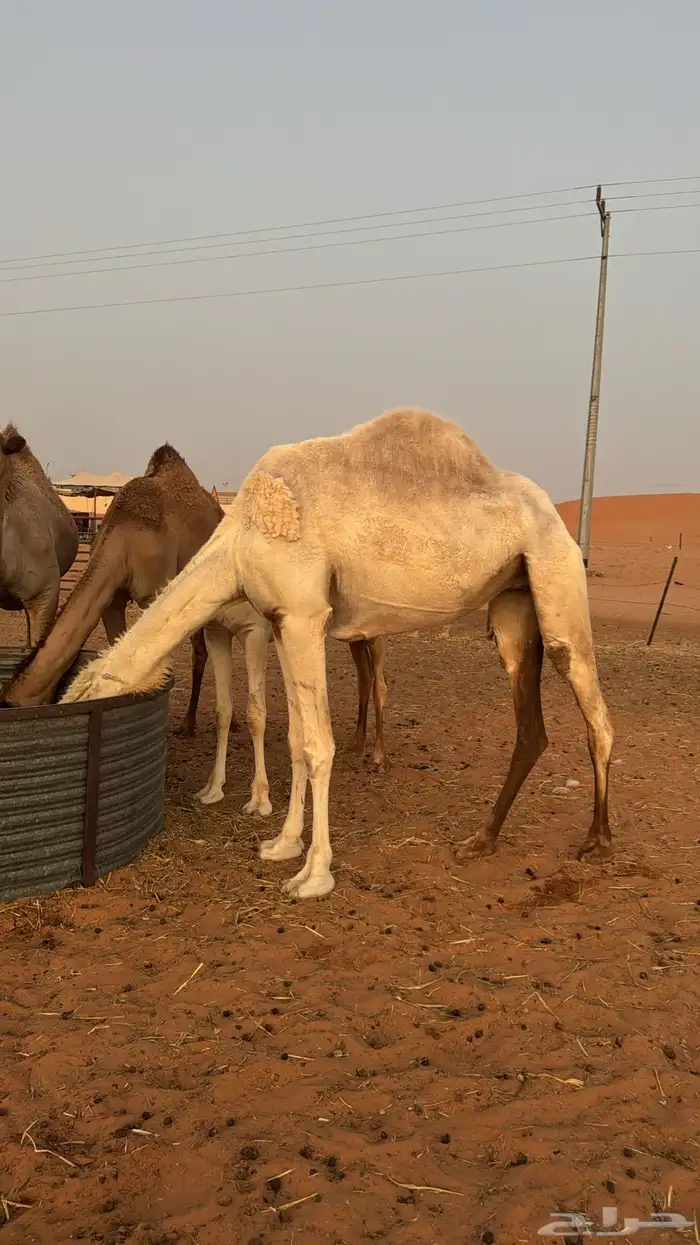 ظروبه كفو وضحى 2