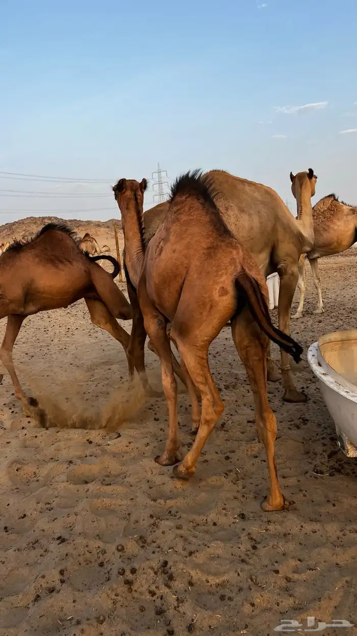 بكره للبيع على لبن امها 2