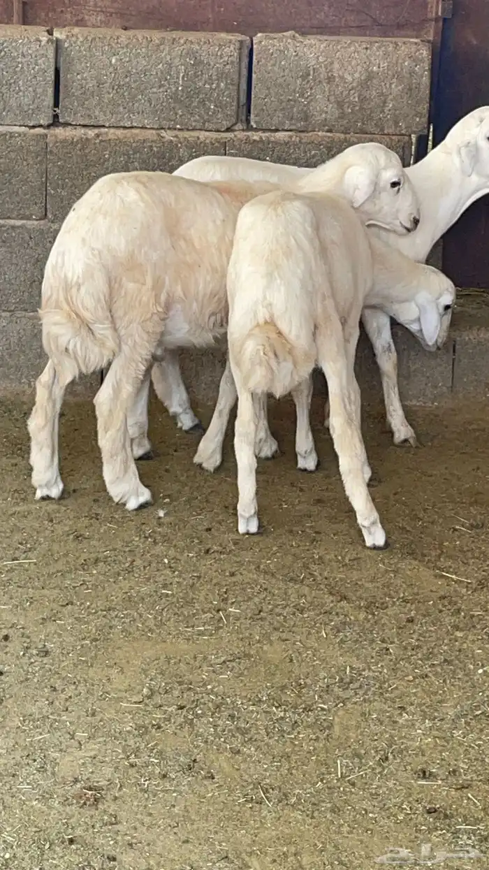 طليان ذبايح 2