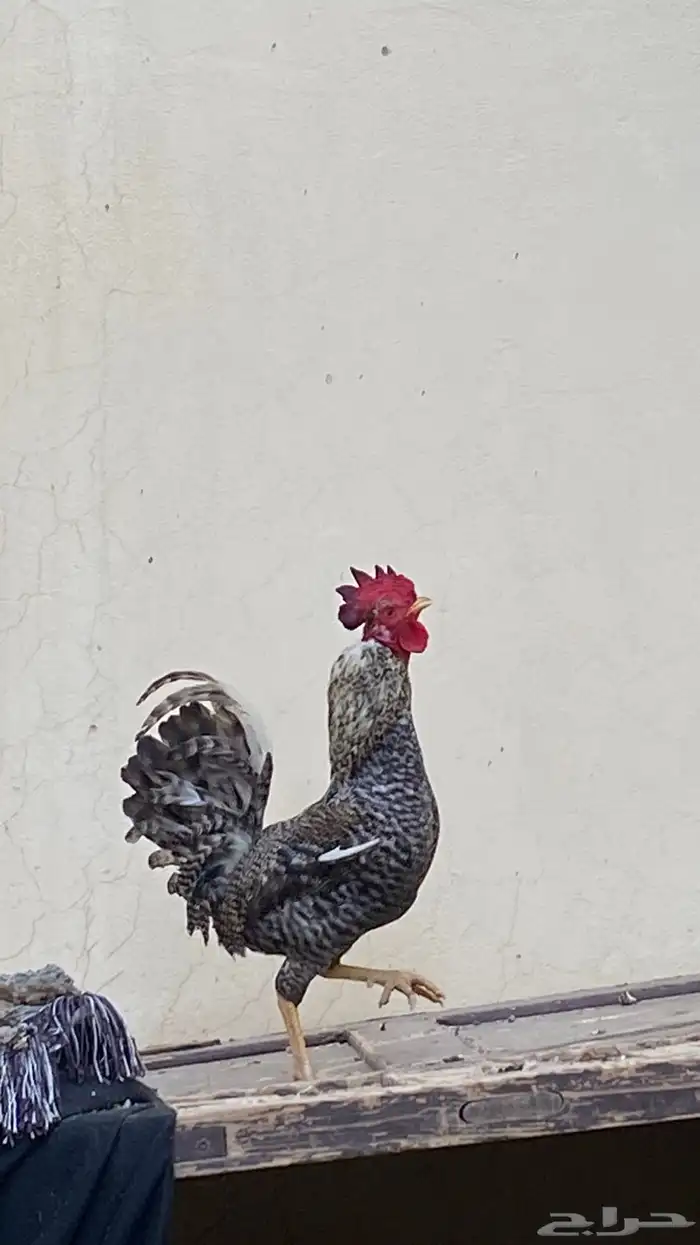 ديك 1