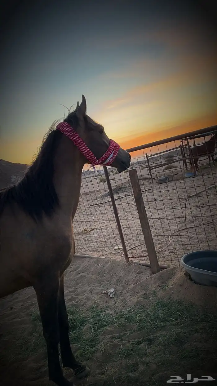 مهر واهو مكس غير مسجل 1