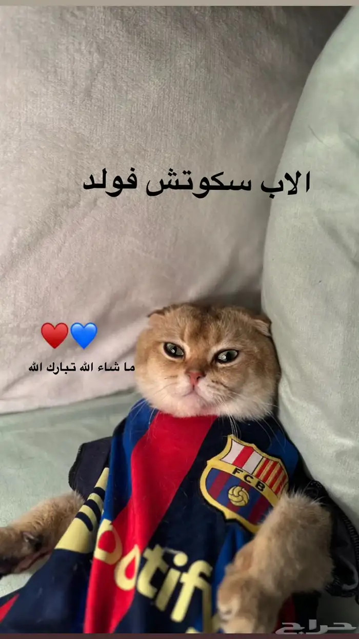 ذكر سكوتش فولد للبيع 5