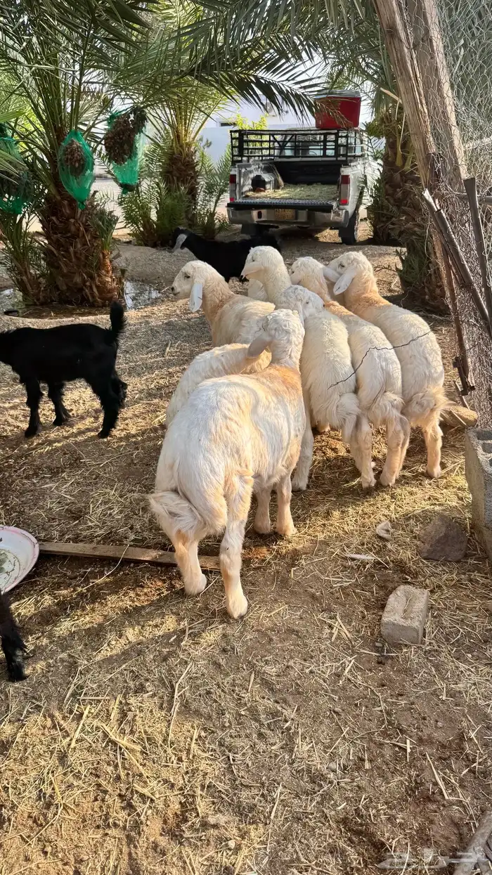 خرفان فاخرة 3