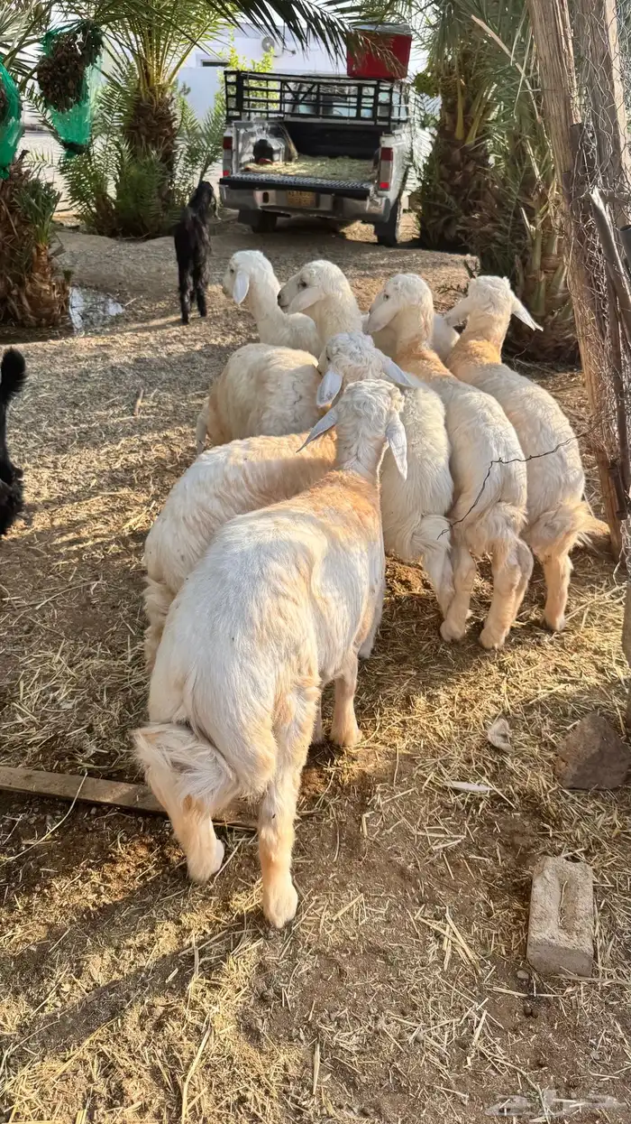 خرفان فاخرة 0